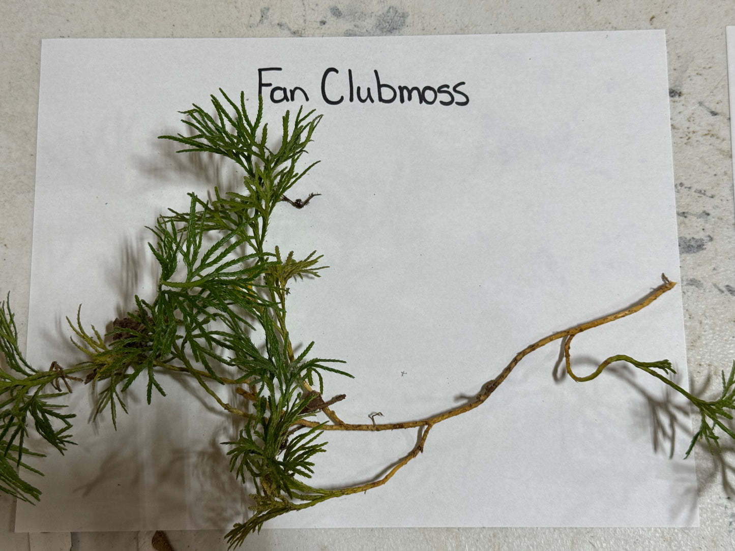 Branch of Fan Clubmoss on a white paper with text label