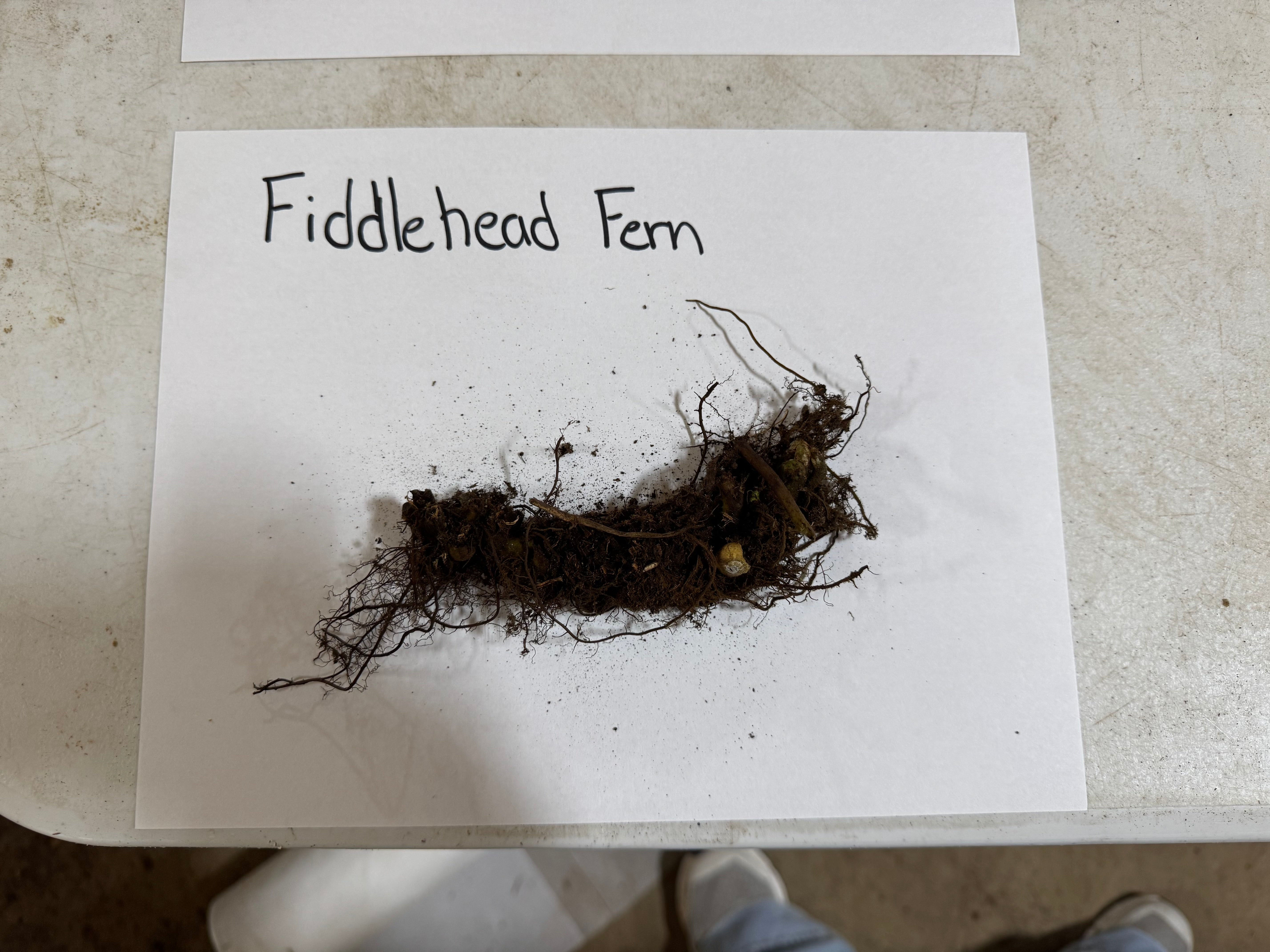 Fiddlehead fern with soil on a white paper labeled 'Fiddlehead Fern' on a concrete surface.