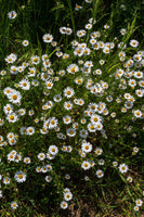 Fleabane Daisy Flowering Perennial Plant