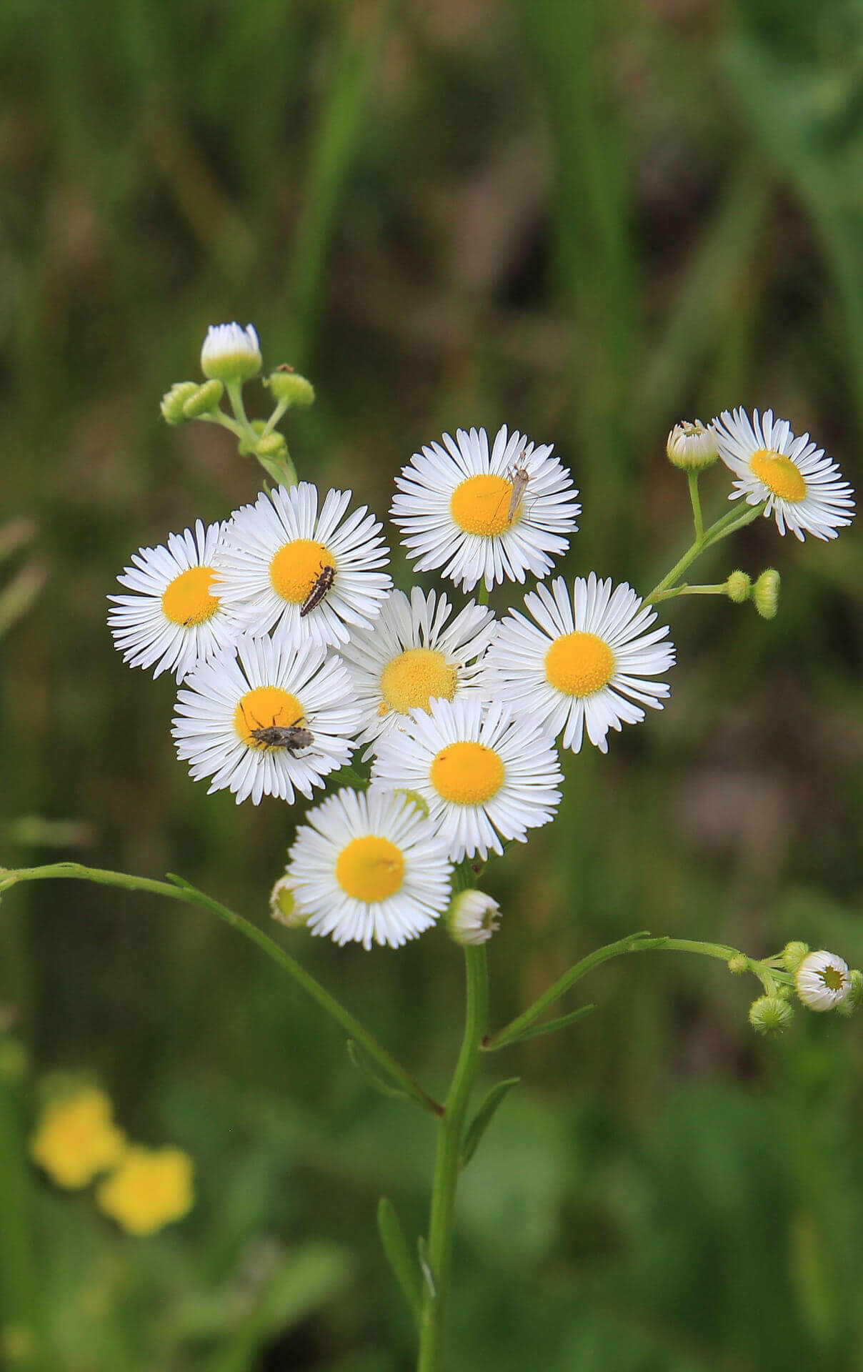 Fleabane Daisy Stunning Perennial Plant