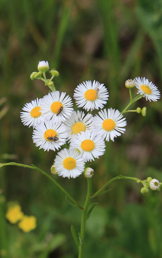 Fleabane Daisy Stunning Perennial Plant
