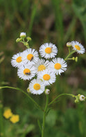Fleabane Daisy Stunning Perennial Plant