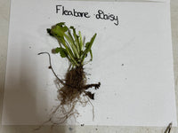 Plant sample of Fleabane Daisy with roots on a white paper background