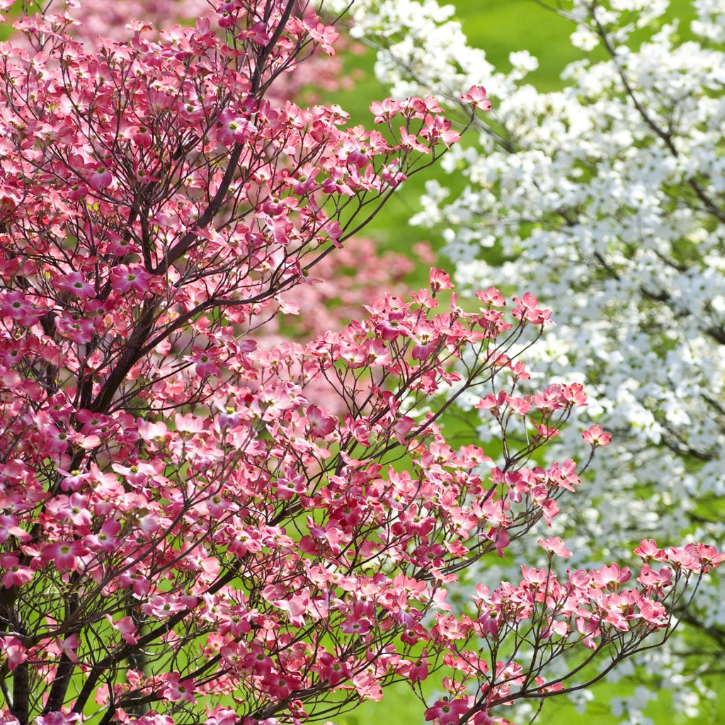 Flowering Dogwood Tree's Blooms