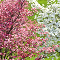 Flowering Dogwood Tree's Blooms