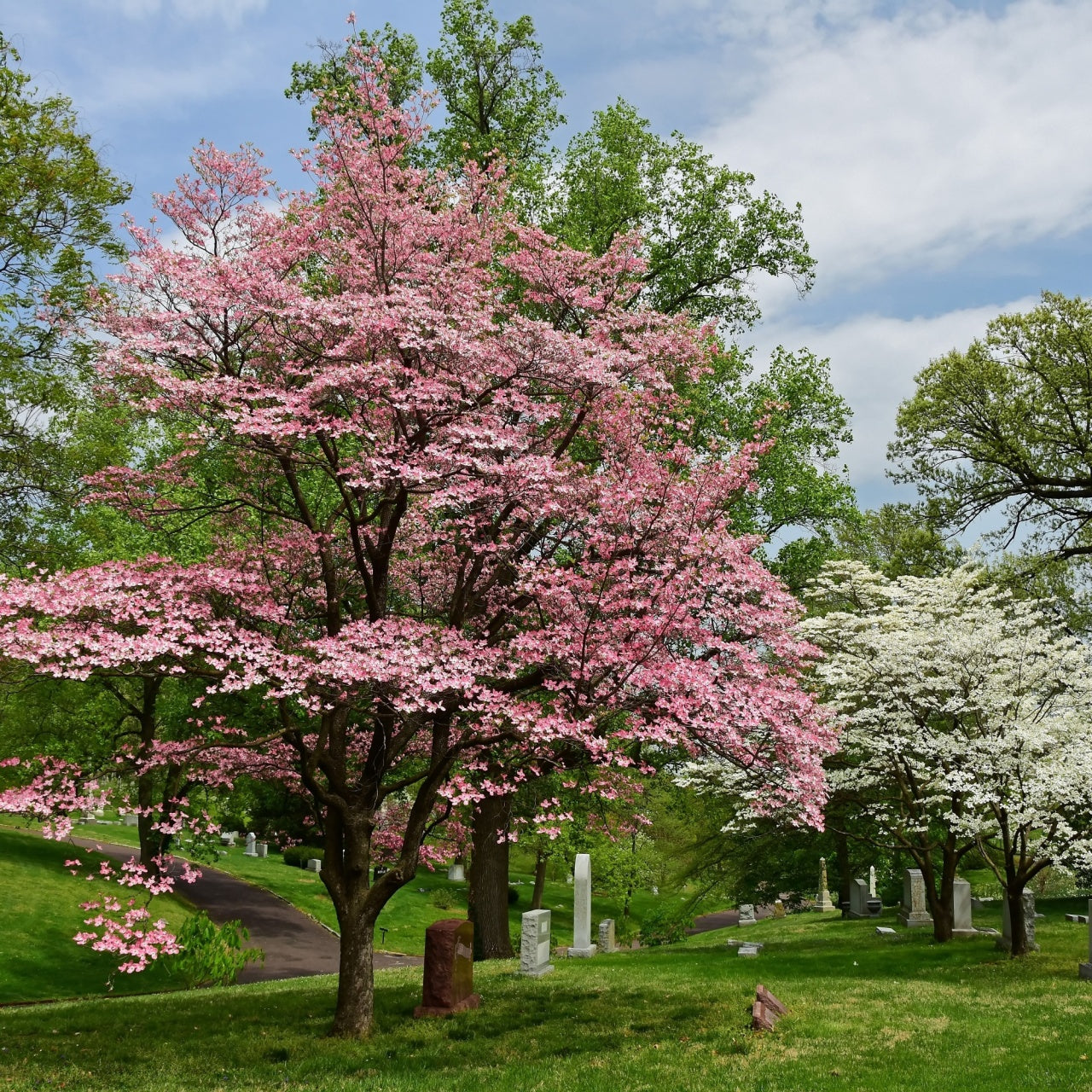 A flowering dogwood tree with pink blooms in full bloom, surrounded by other trees and greenery in the background.