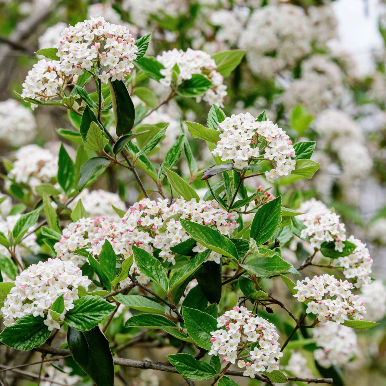 Viburnum shrub with clusters of fragrant white blossoms
