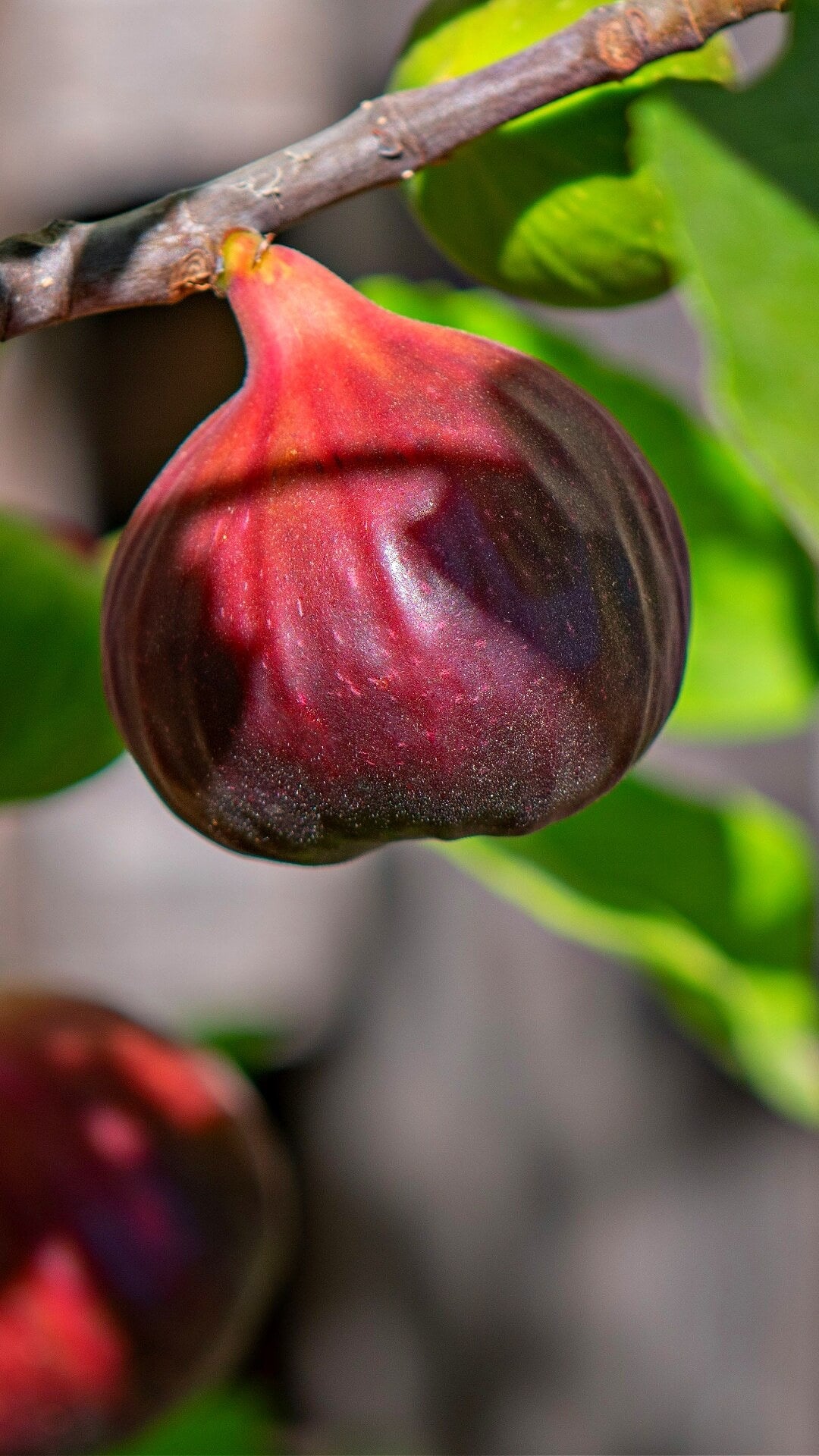 A close-up of a ripe fig hanging from a branch with green leaves in the background.