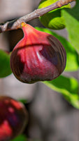 A close-up of a ripe fig hanging from a branch with green leaves in the background.