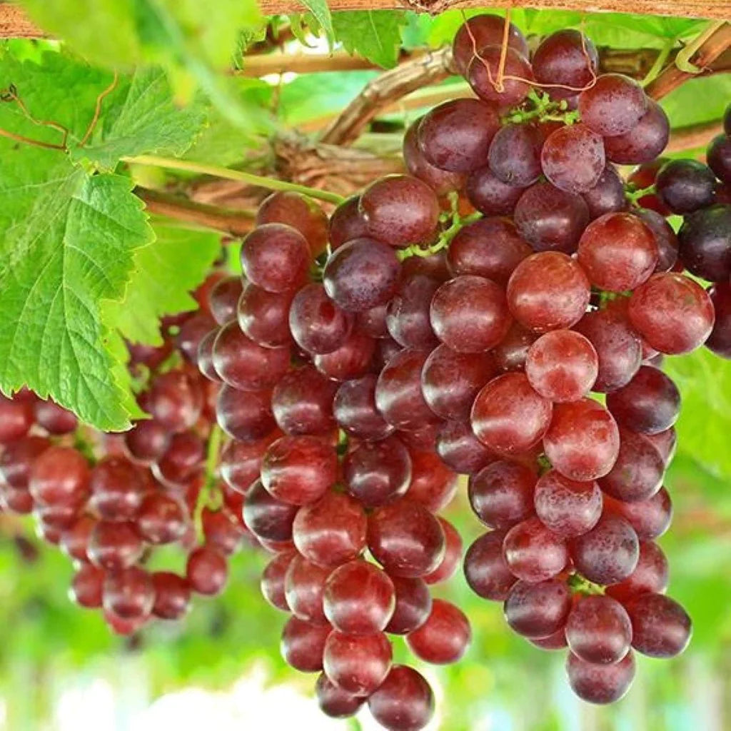 Grape Vine With Stunning Fruit