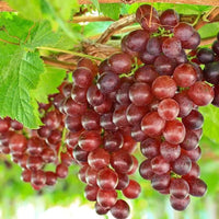 Grape Vine With Stunning Fruit