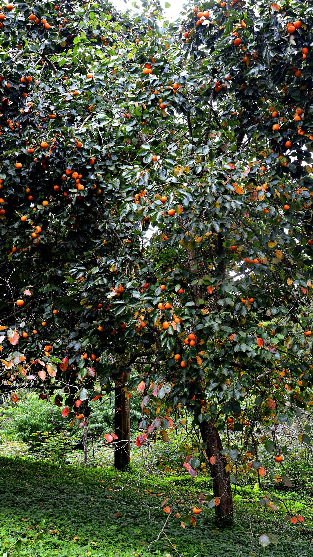 Fuyu Persimmon Tree With Bright Orange Fruit