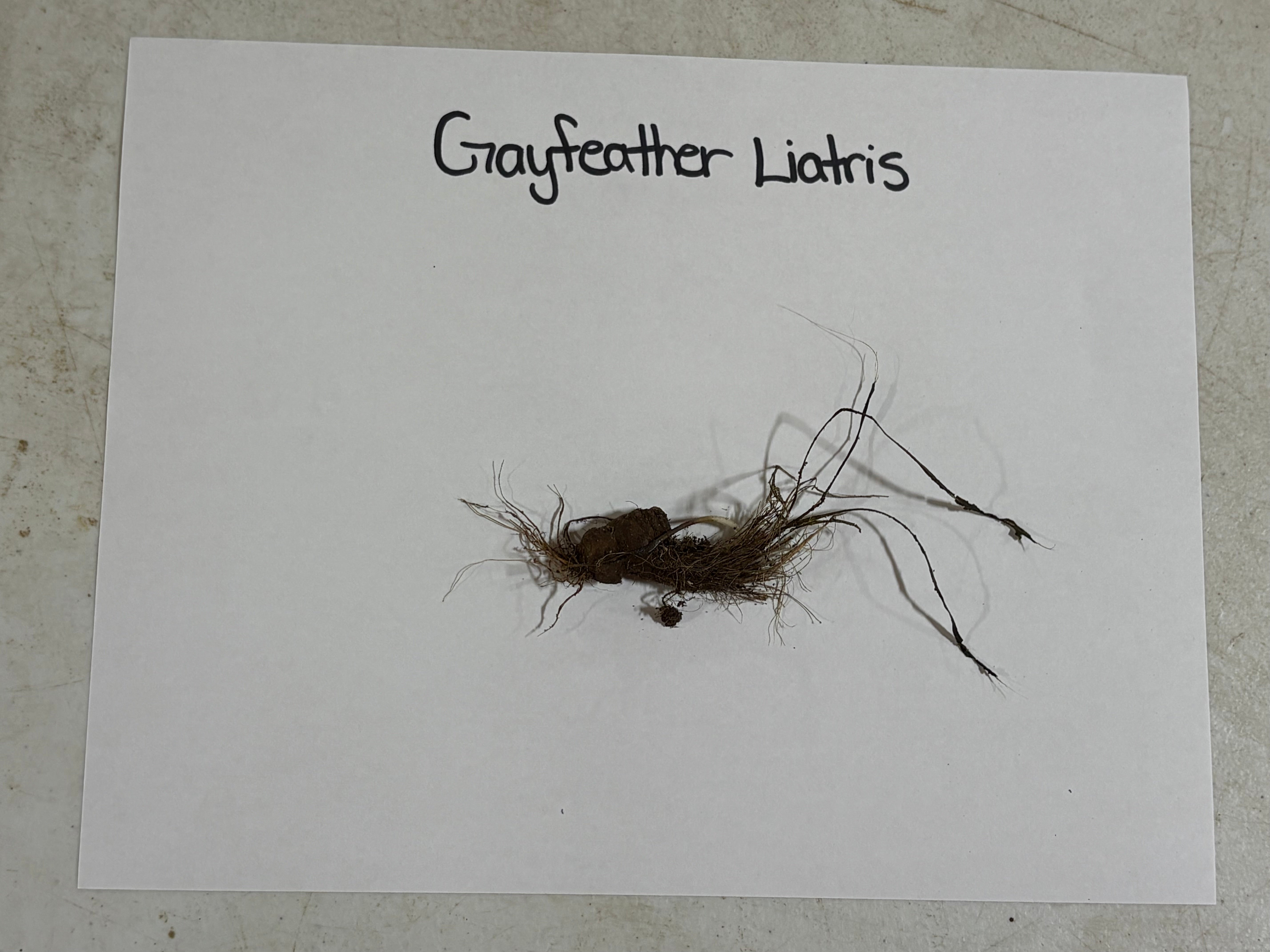 Grayfeather Liatris plant on a white paper with text label