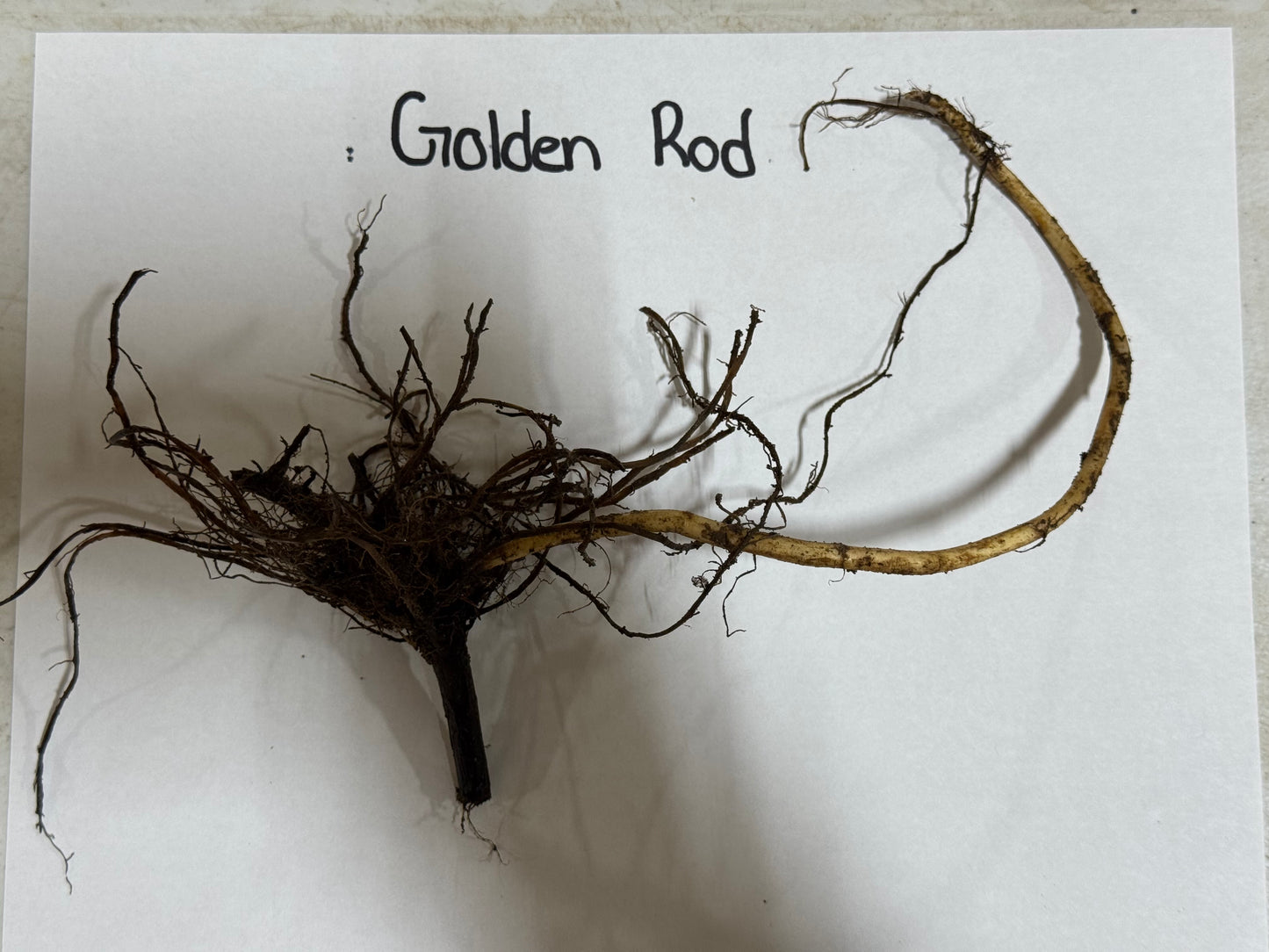 Root system of a plant labeled 'Golden Rod' on a white background