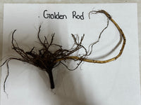 Root system of a plant labeled 'Golden Rod' on a white background