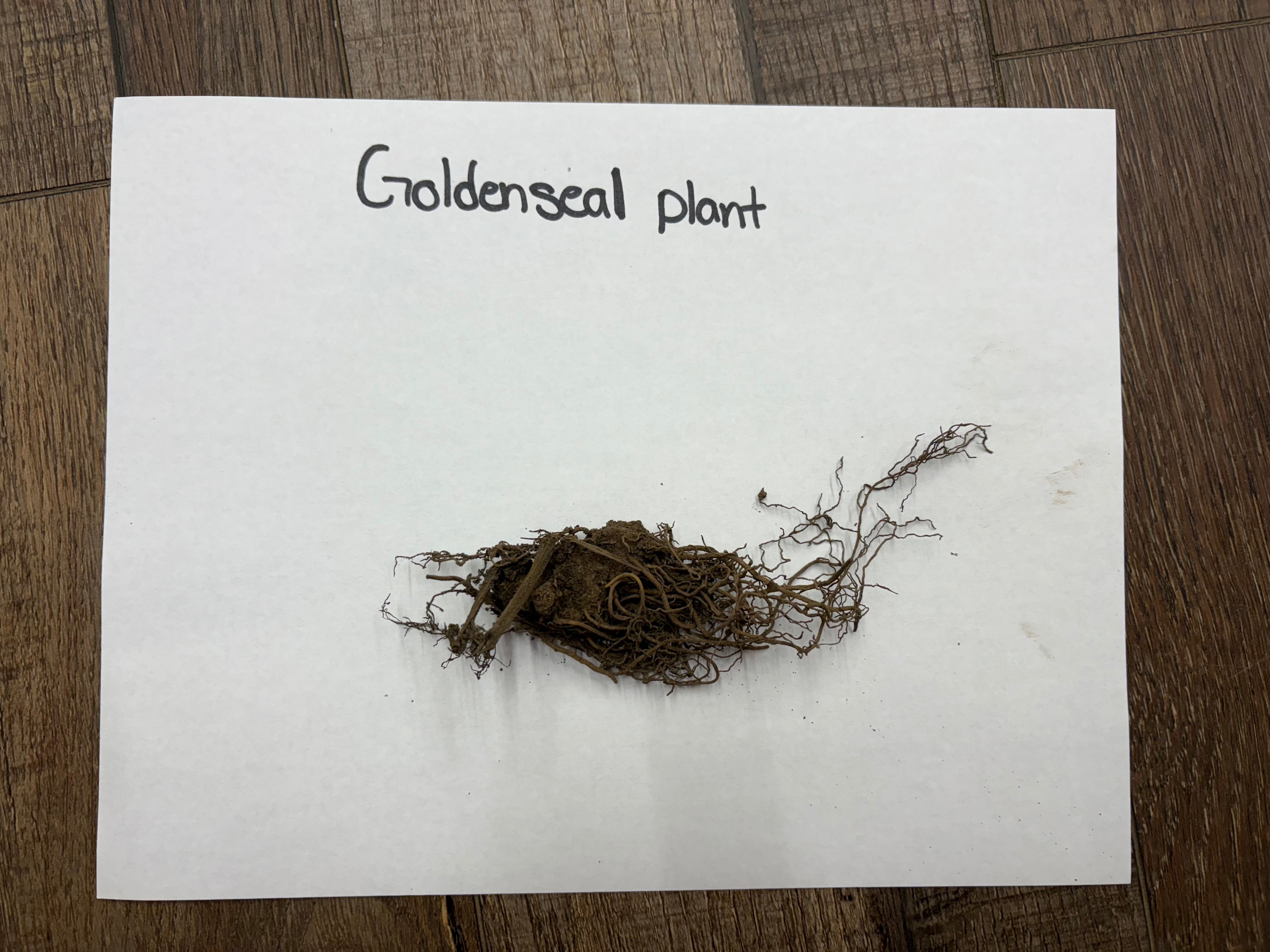 Goldenseal plant on a white paper with 'Goldenseal plant' text, placed on a wooden surface.