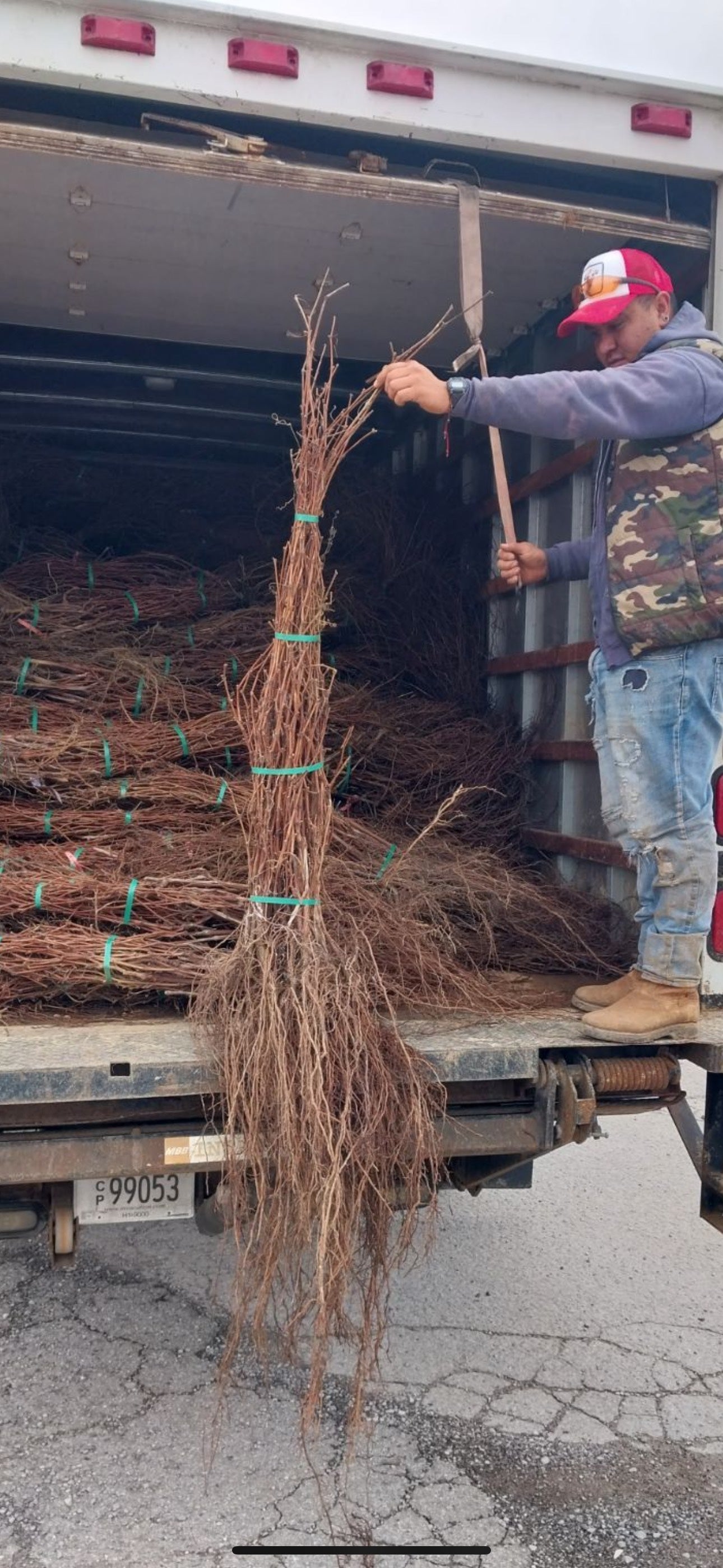 Bare Root Grape Vine at TN Nursery