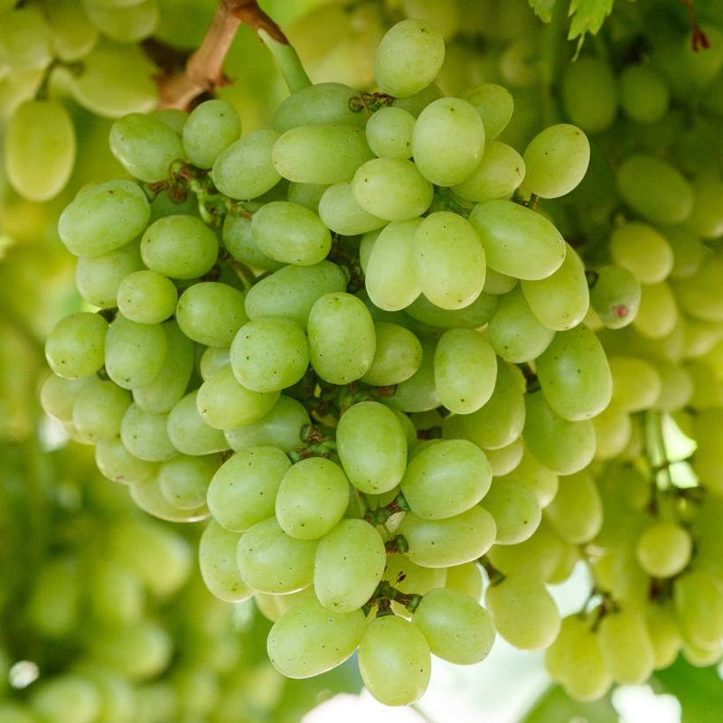 Grape Vine With Bright Green Fruit