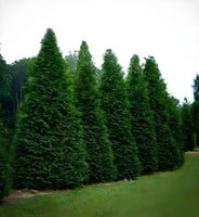 Natural Hedge Created by Green Giant Arborvitae Trees