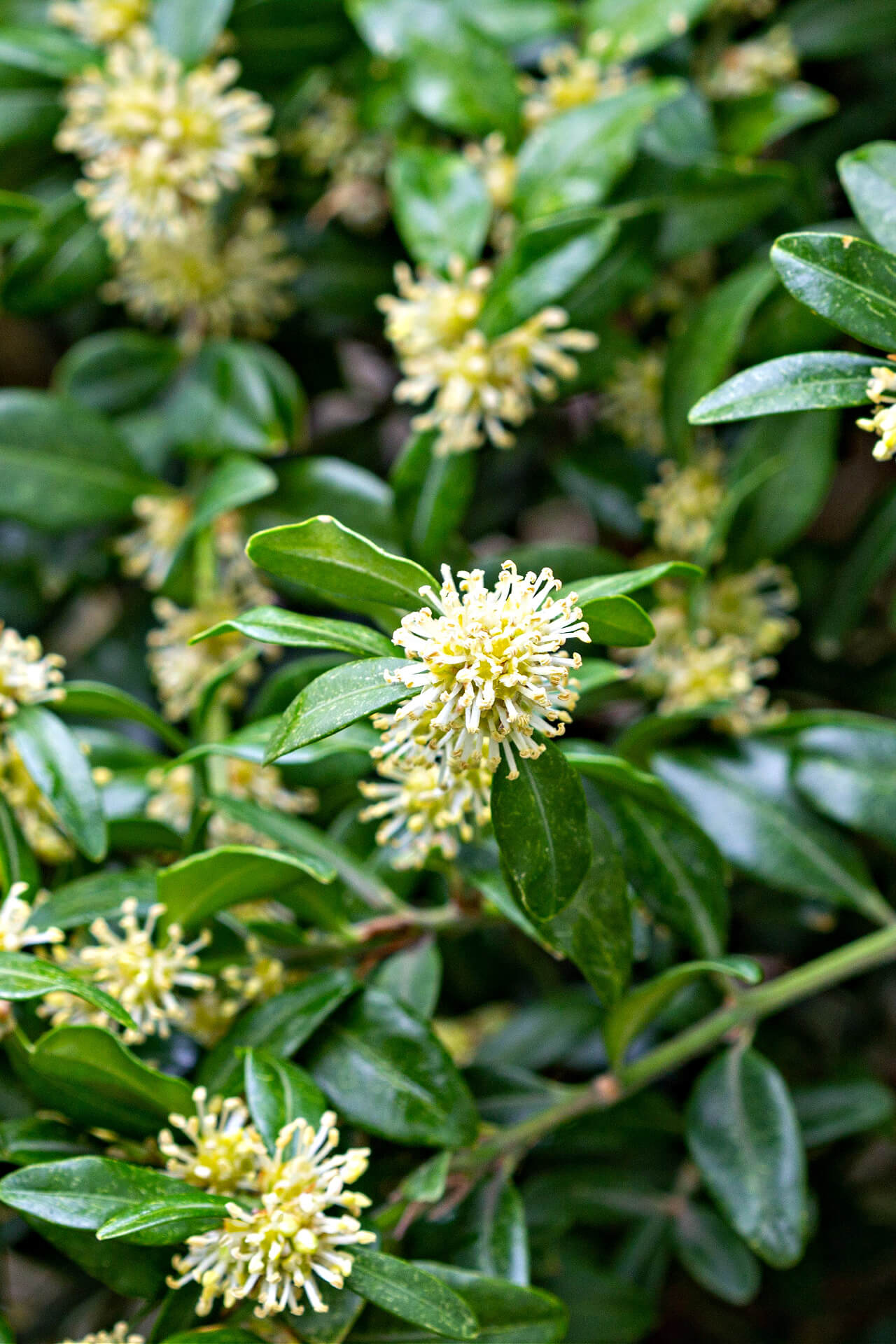 Stunning Green Mountain Boxwood Blooming