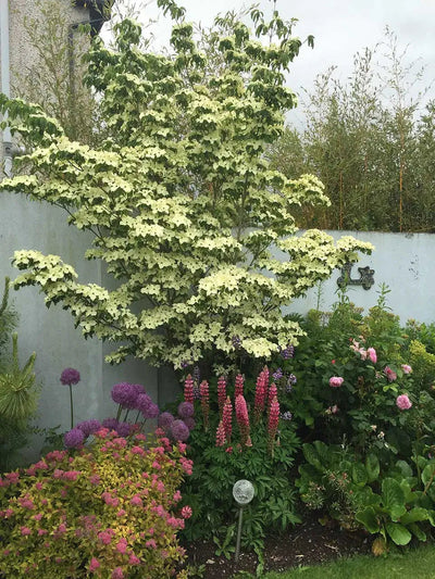 Kousa Dogwood Tree With Flowering Shrubs