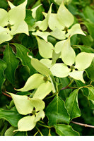 Greensleeves Kousa Dogwood Stunning Leaves