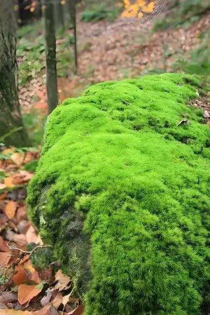 Bright Green Haircap Moss