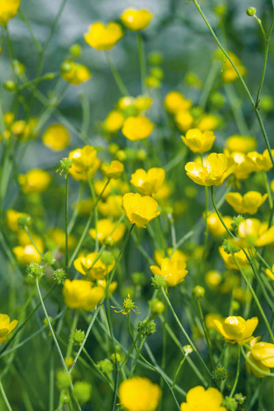 Hairy Buttercup Bright Yellow Flowers