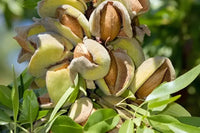 Almond Tree with nuts