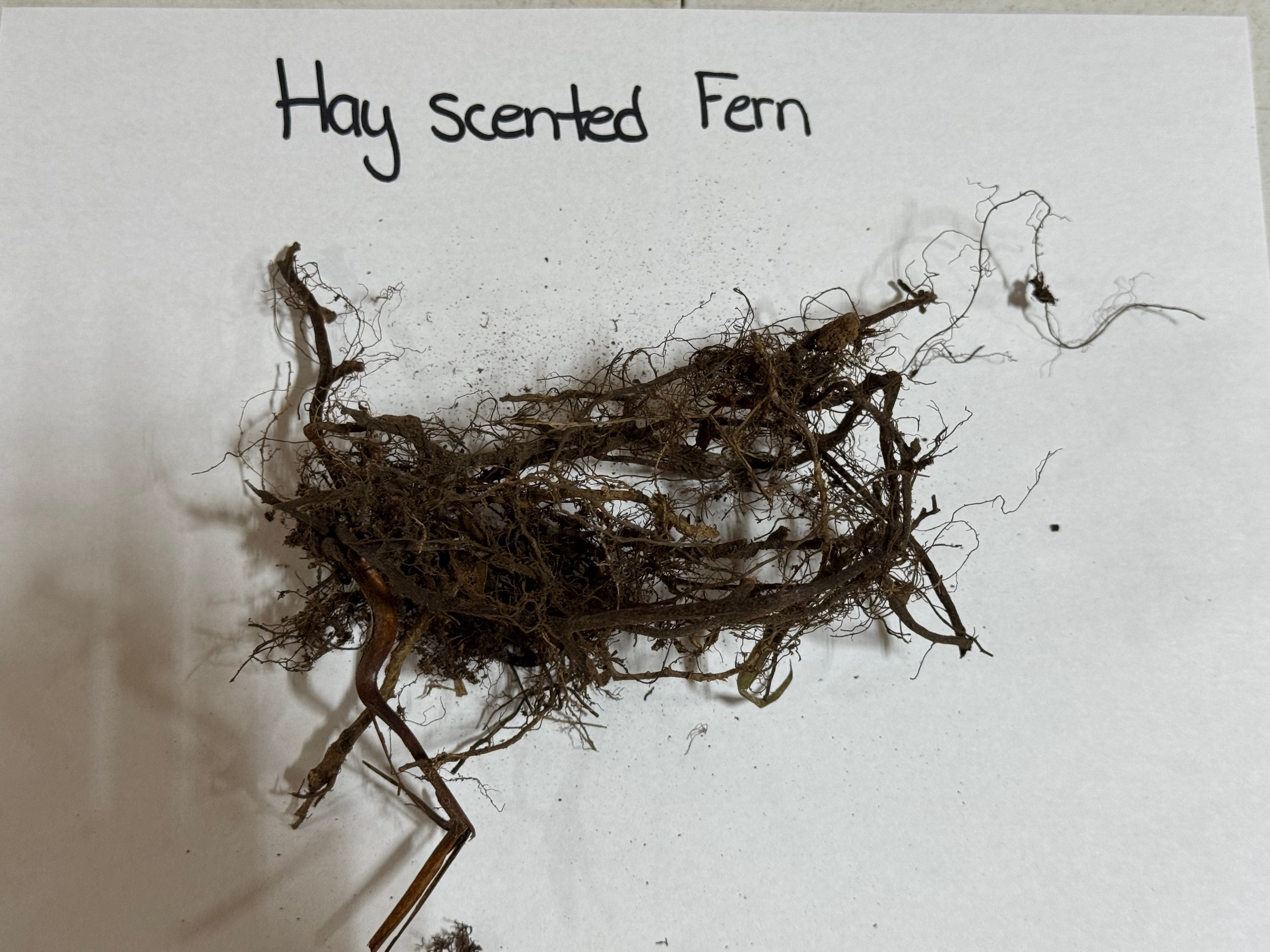 Hay scented fern roots