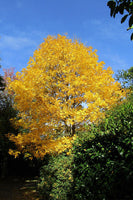 Stunning Yellow Hickory Tree With Bright Yellow Leaves