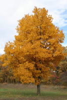 Bright Stunning Hickory-Tree