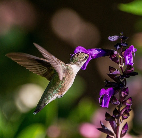 Hummingbird feeding on a purple flower with a blurred green background