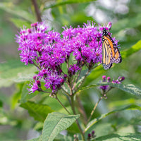 Ironweed Perennial Plants for Sale