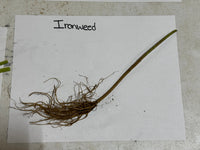 Roots of Ironweed on a white paper with 'Ironweed' text.