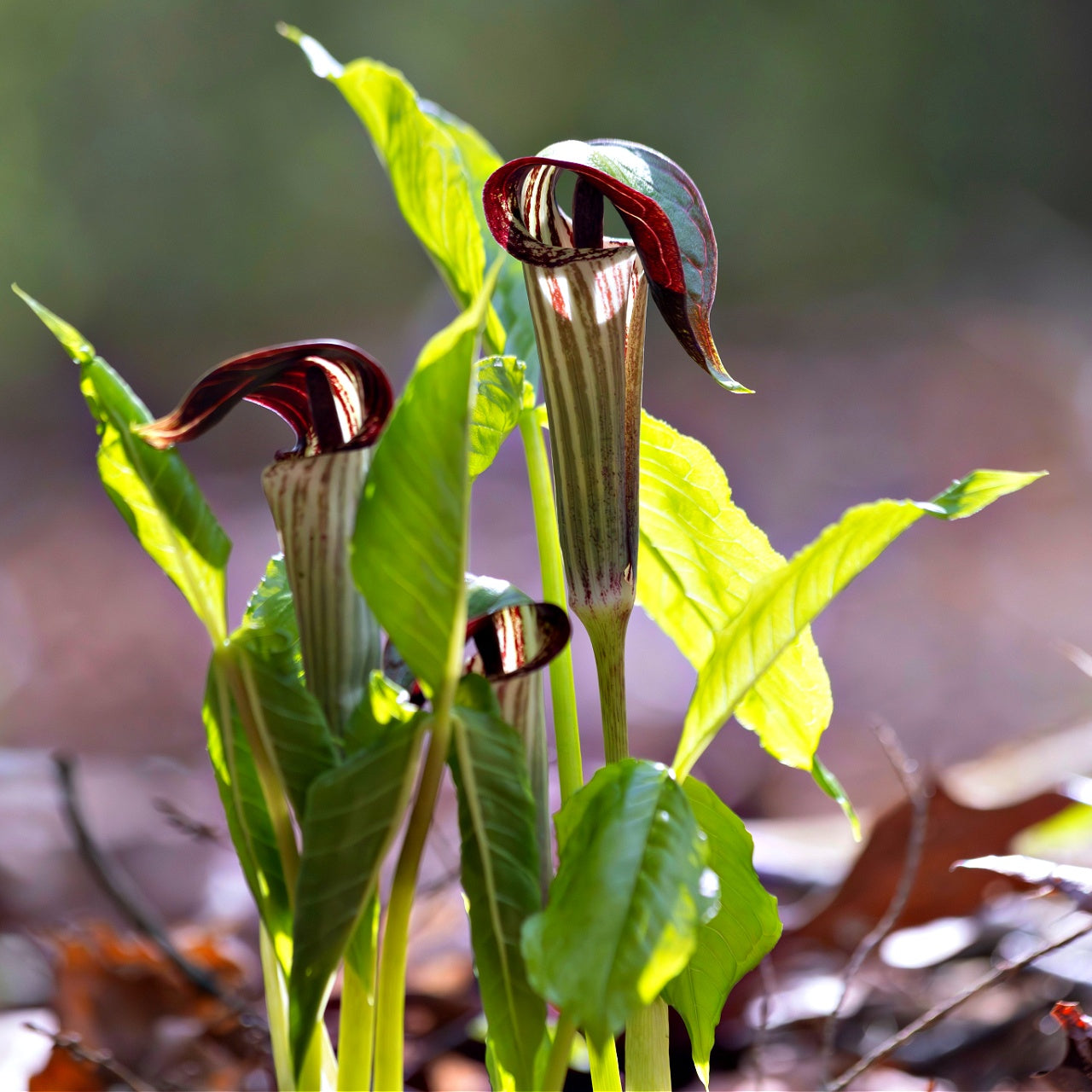 Close-up of Jack-in-the-Pulpit plant with red spathes and green leaves.