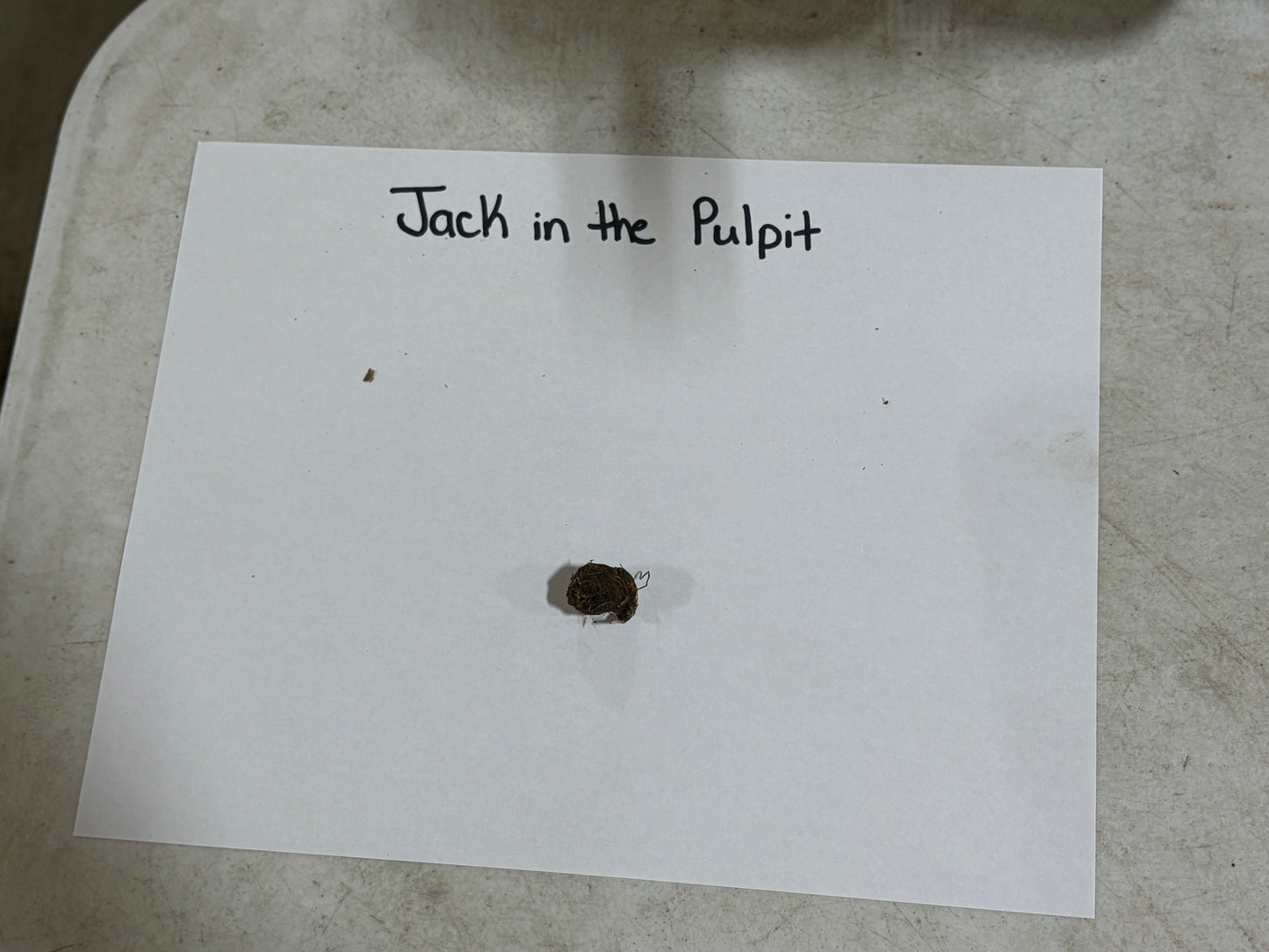 White paper with 'Jack in the Pulpit' text and a small black object on a textured surface