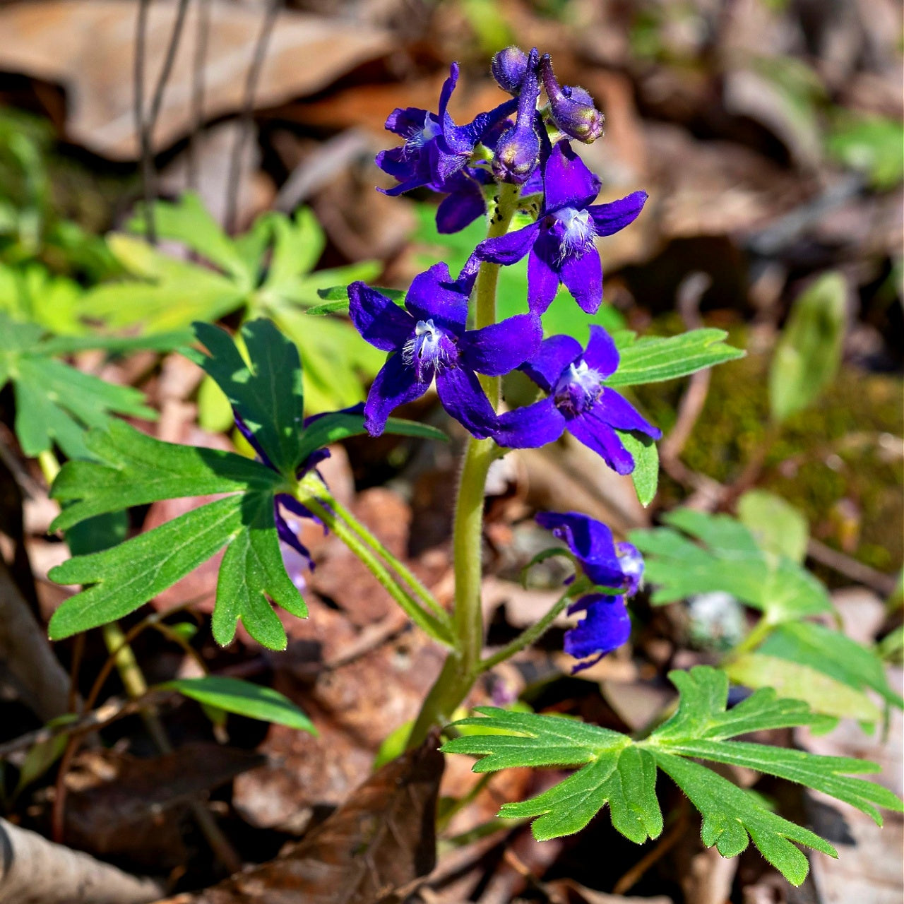 Purple larkspur flowers with green leaves in a natural setting