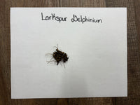 Small plant with soil on a white paper labeled 'Larkspur Delphinium' on a wooden surface.