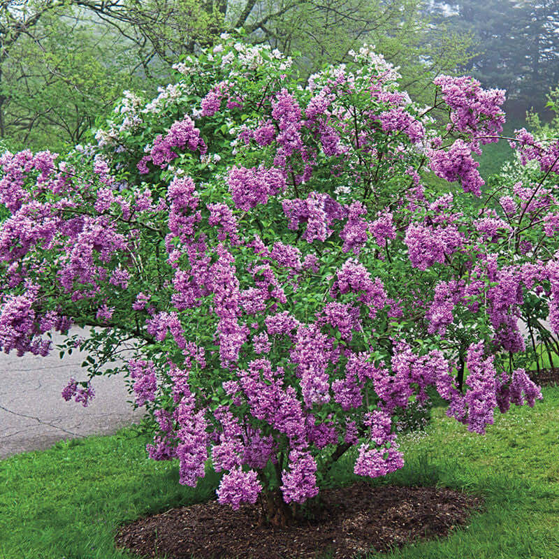 Lilac Shrub in full bloom planted by a road