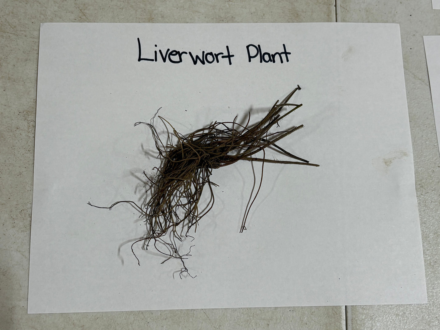 Liverwort plant on a white sheet of paper with 'Liverwort Plant' text.
