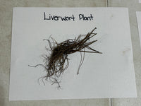 Liverwort plant on a white sheet of paper with 'Liverwort Plant' text.