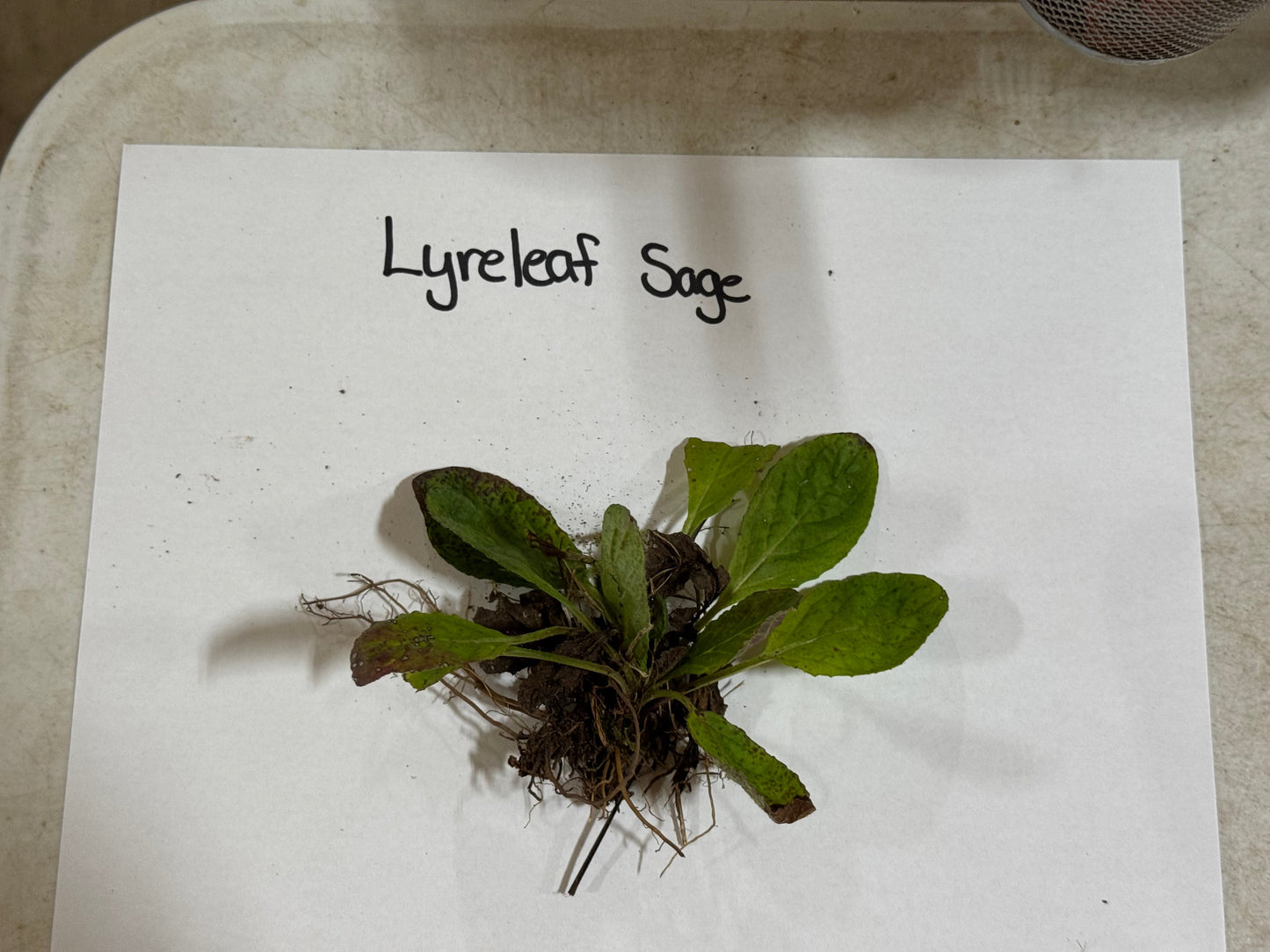 Lyreleaf Sage plant on a white paper with 'Lyreleaf Sage' text