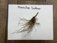 Roots of a Maximillian Sunflower on a white paper with text label, placed on a wooden surface.
