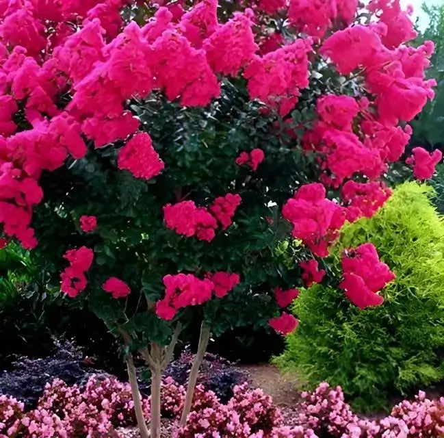 Pink Crepe Myrtle full of vibrant pink flowers