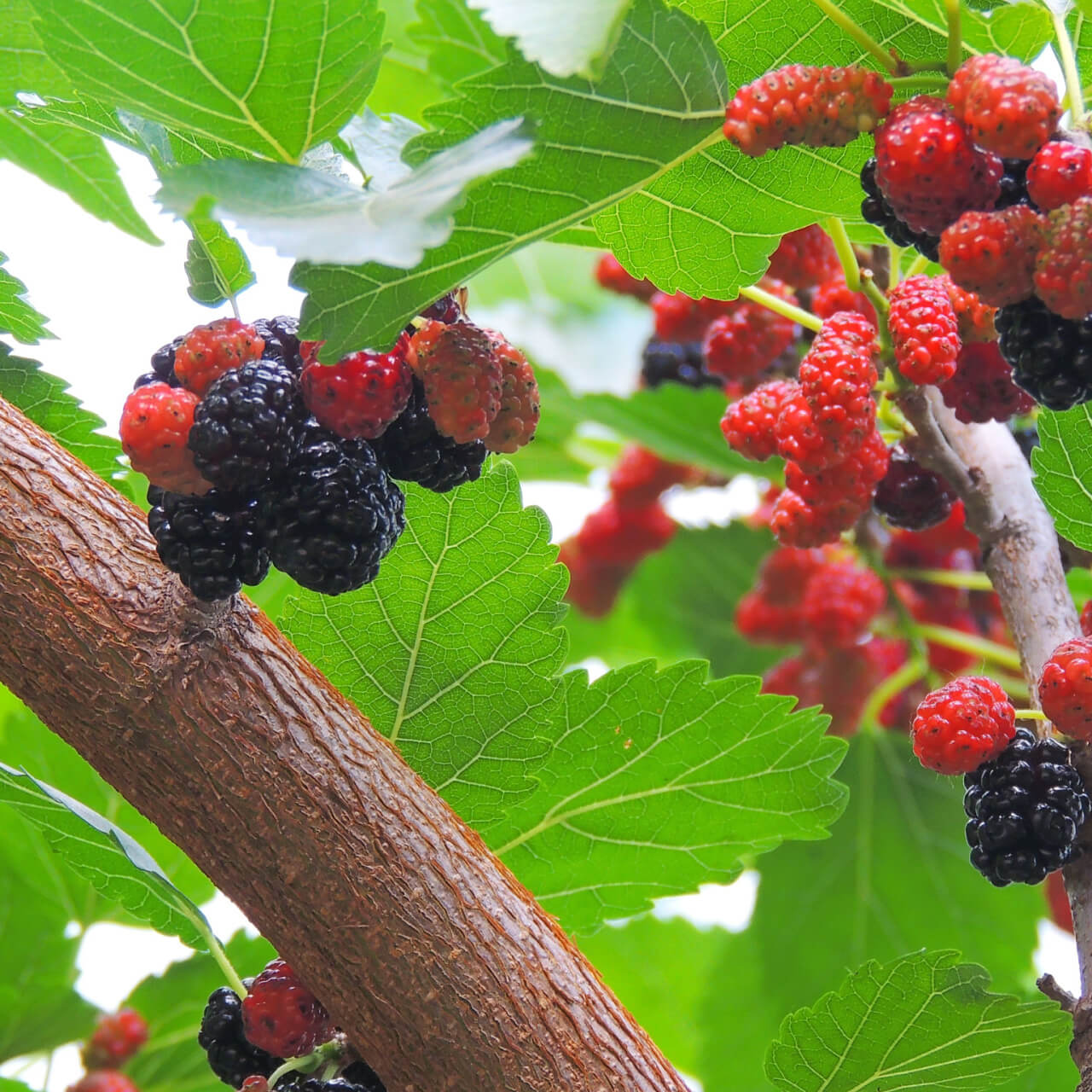 Mulberry Tree with purple berry fruit on it