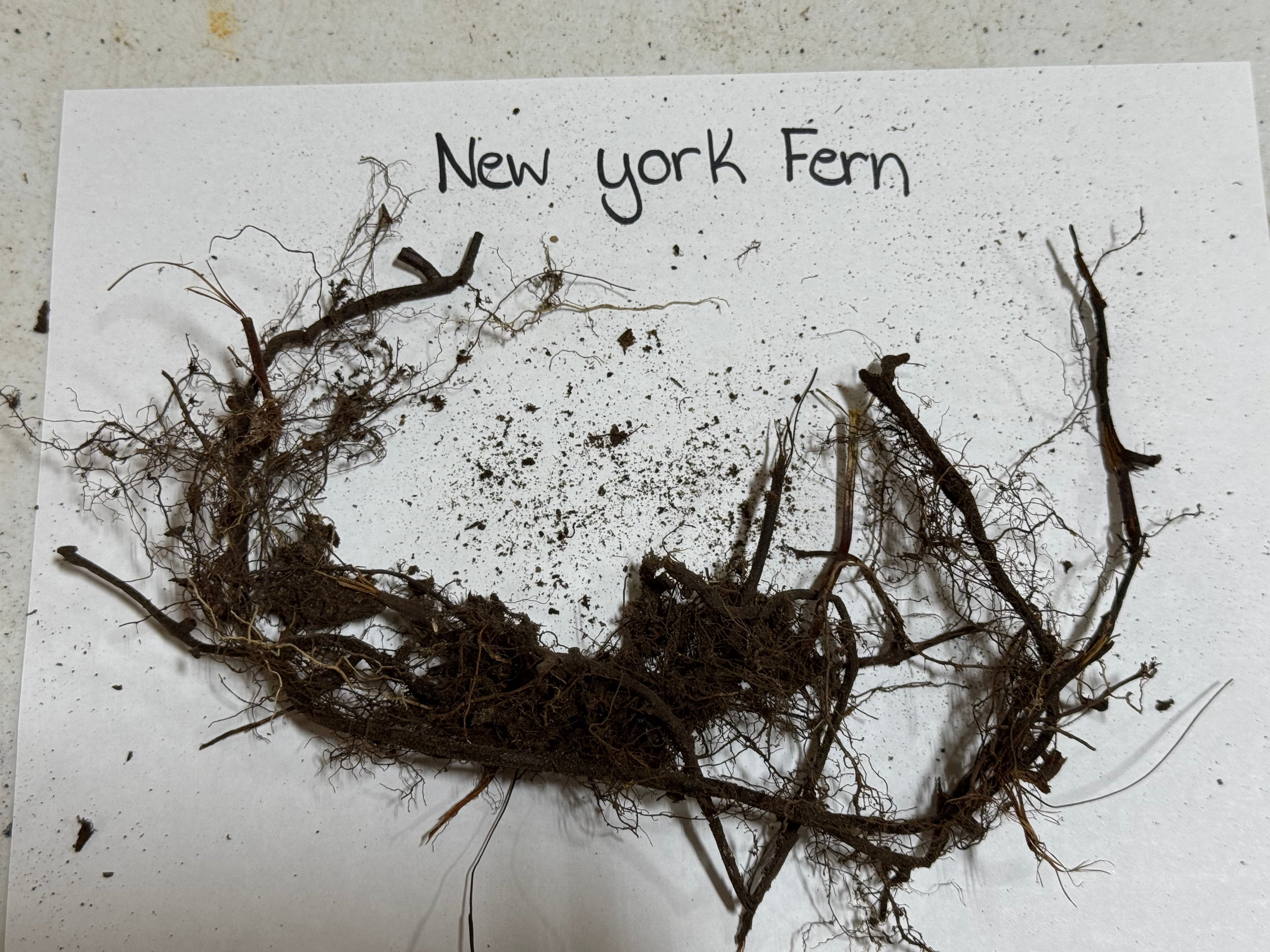 New York Fern on a white background with text