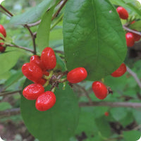 Clusters of small red berries on a shrub with green leaves.