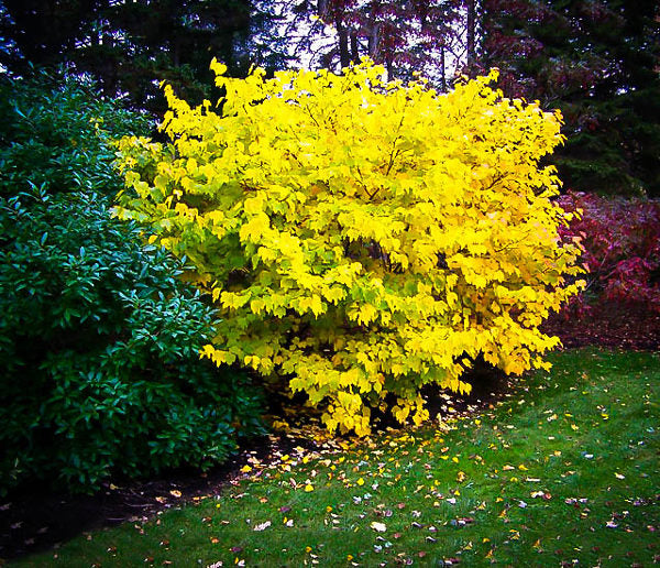 spice bush with bright golden foliage in a garden