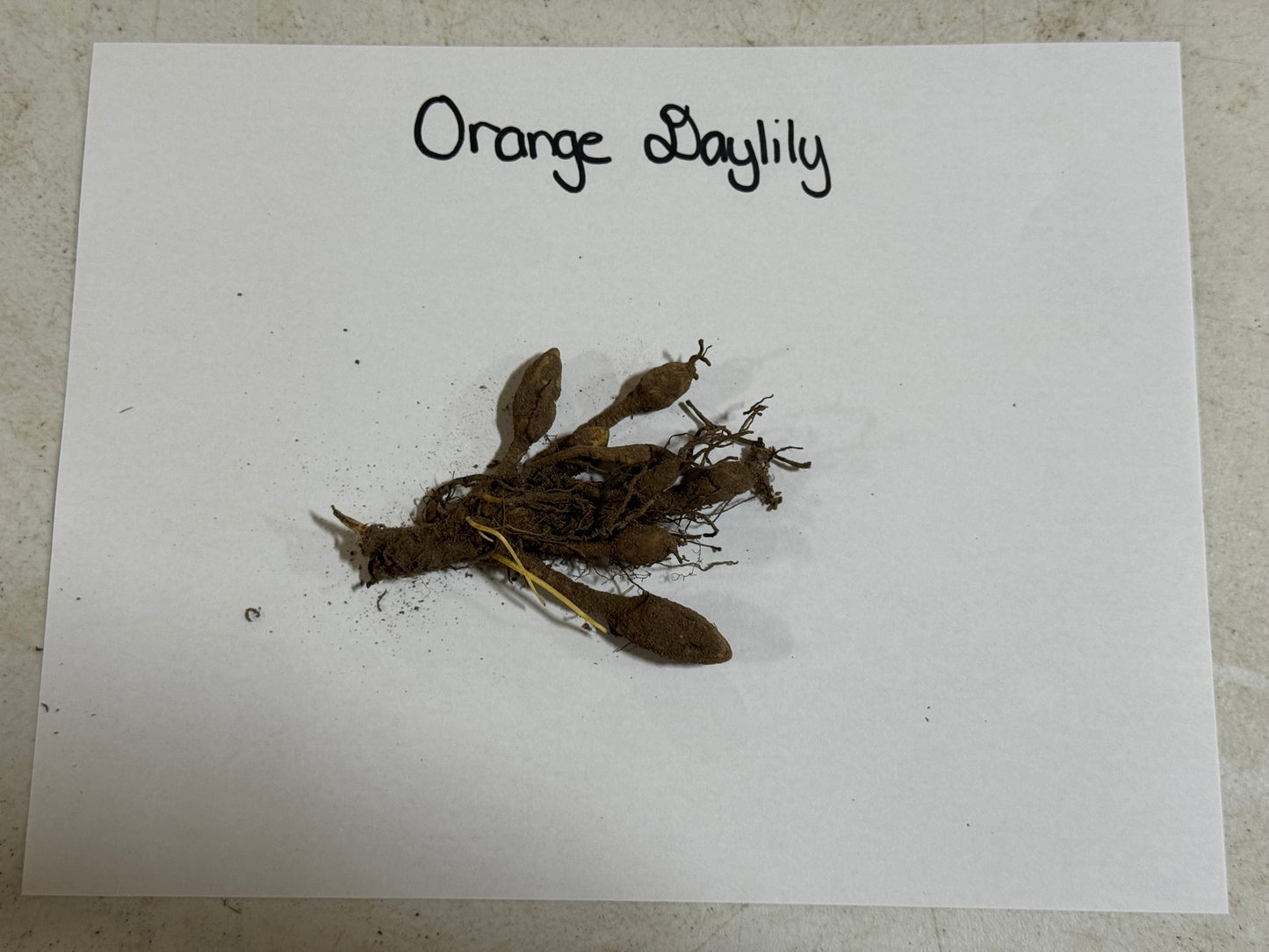 Orange Daylily plant roots on a white paper with 'Orange Daylily' text.